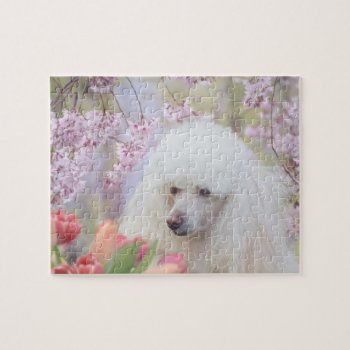 Poodle Dog Jigsaw Puzzle by ritmoboxer at Zazzle