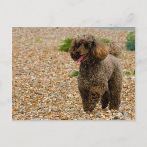 Poodle dog miniature beautiful photo at beach postcard