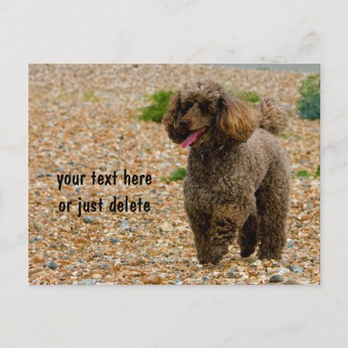 Poodle dog miniature beautiful photo beach custom postcard