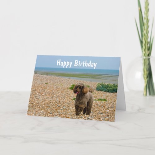 Poodle dog miniature beautiful photo birthday card