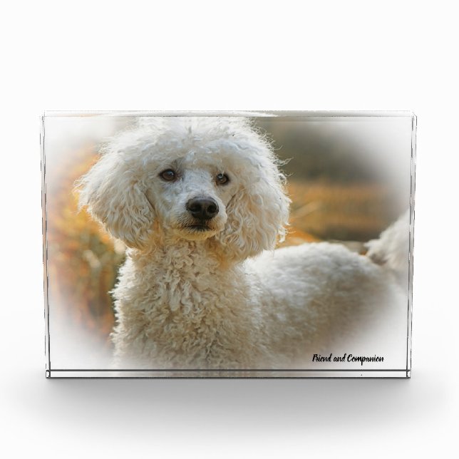 Poodle Dog. Photo Block (Front)
