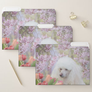 Poodle dog set of file folders