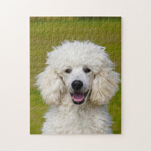 Poodle Dogs Jigsaw Puzzle