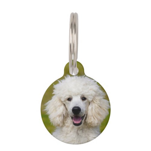 Poodle Dogs Pet ID Tag