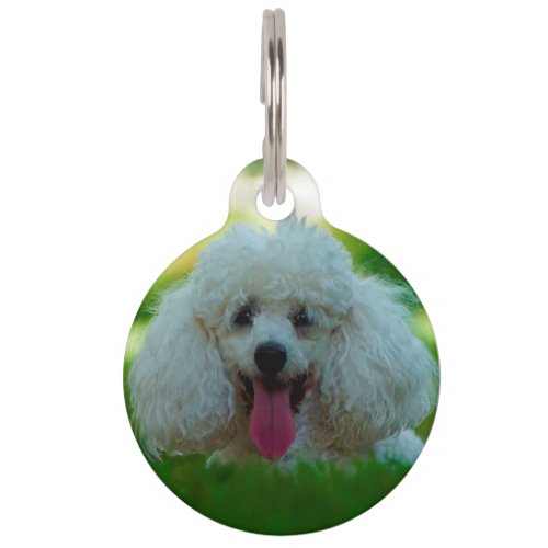 Poodle Dogs Pet ID Tag