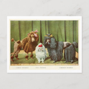 Poodle Dogs Postcard