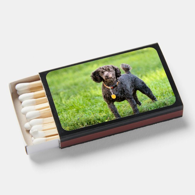 Poodle Matchboxes (Front Open)