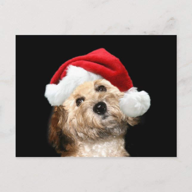 Poodle mix Christmas Holiday Postcard (Front)