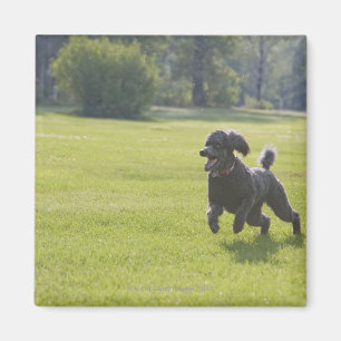 Poodle playing frisbee magnet