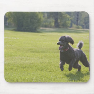 Poodle playing frisbee mouse pad