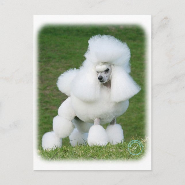 Poodle Postcard (Front)