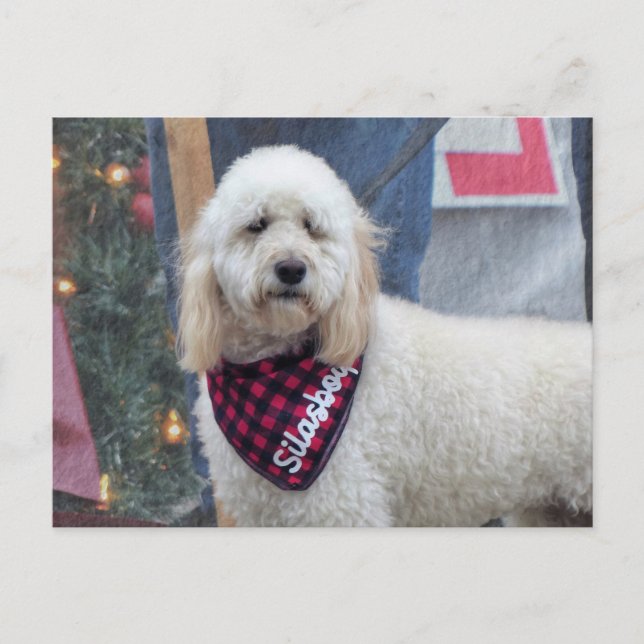 Poodle Postcard (Front)