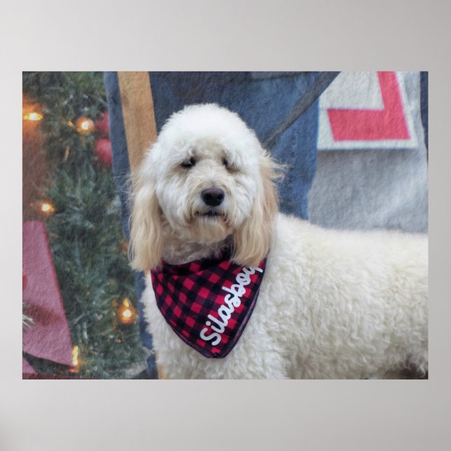 Poodle Poster (Front)