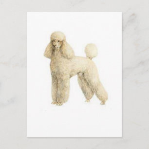 Poodle -- Puppy Clip Postcard
