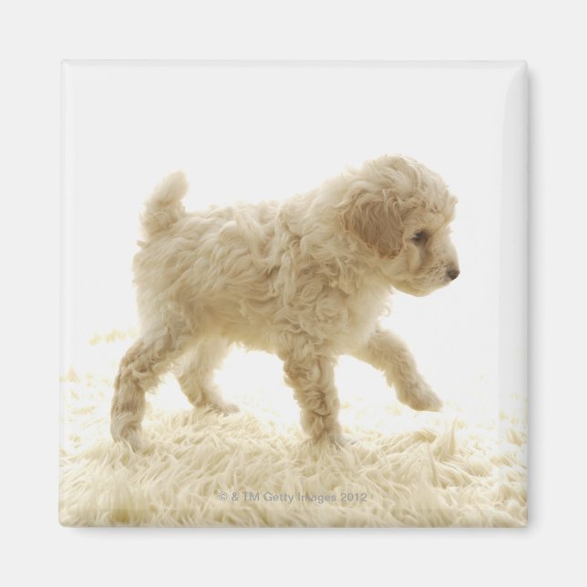 Poodle Puppy Magnet (Front)