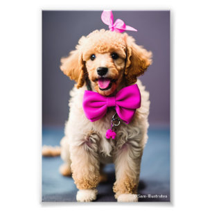 Poodle Puppy Satin Photo Enlargement Print
