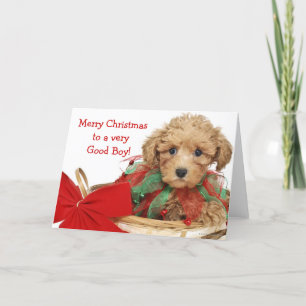 Poodle puppy sitting in Christmas basket Holiday Card