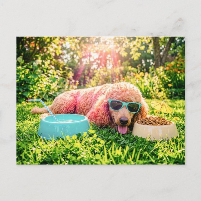 Poodle Relaxing in Sunlit Grass Postcard (Front)