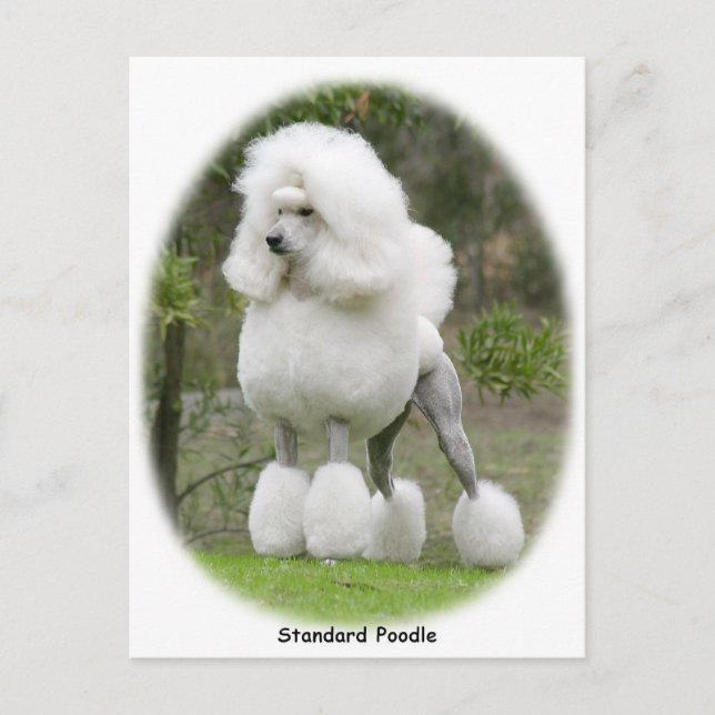 Poodle Standard 9Y199D-029 Postcard (Front)