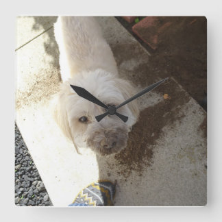 Poodle-Terrier mix with dirty face Square Wall Clock