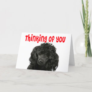 Poodle Thinking of You Hello Miss You Puppy Dog Card