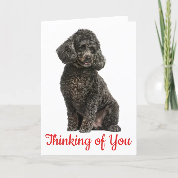 Standard Poodle Thinking of You Greeting Card