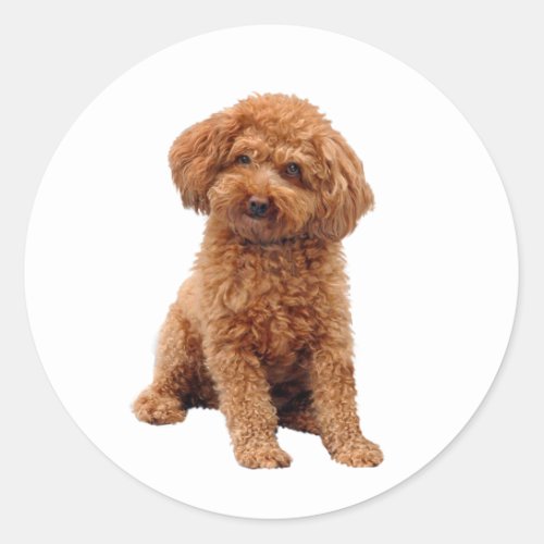 Poodle _ Toy Apricot Classic Round Sticker