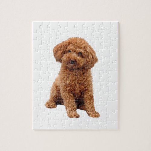Poodle _ Toy Apricot Jigsaw Puzzle