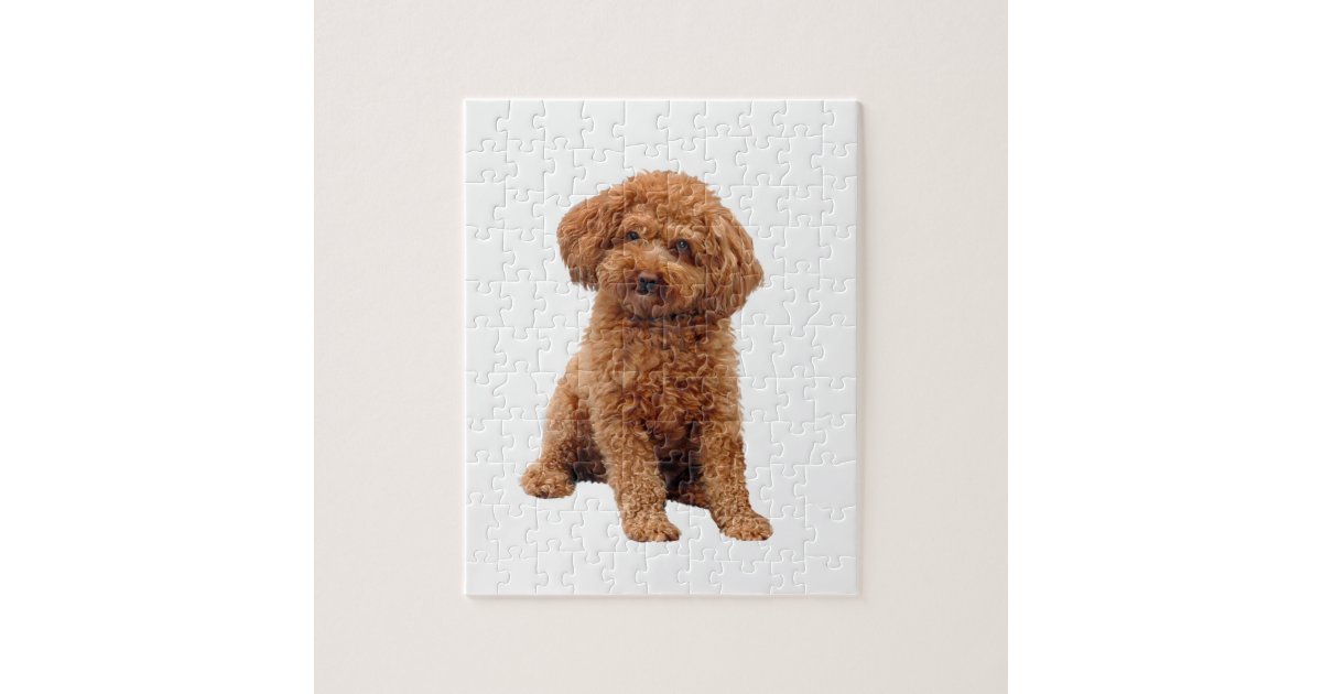 Poodle - Toy (Apricot) Jigsaw Puzzle | Zazzle