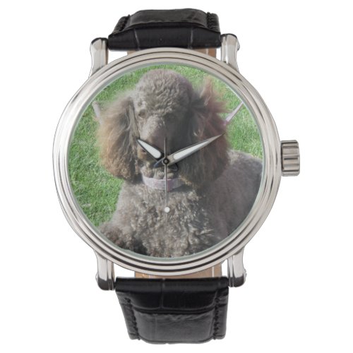 Poodle Watch