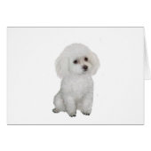 Poodle - white 1 (Front Horizontal)