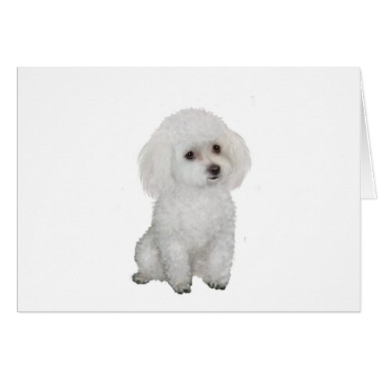 Poodle - white 1 cards (Front Horizontal)