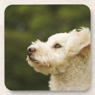 Poodle (white) 2 beverage coaster