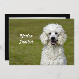 Poodle White Dog Photo Birthday Invitation