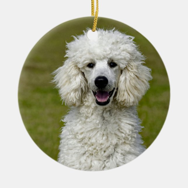Poodle White Dog Photo Ceramic Ornament (Front)