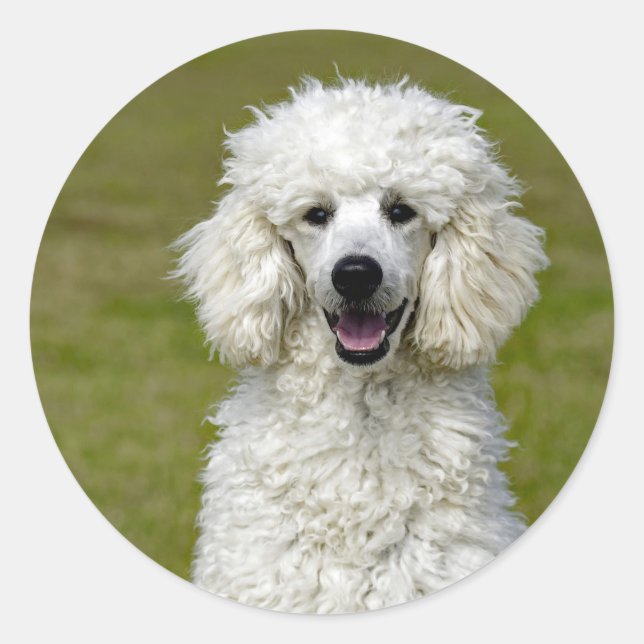 Poodle White Dog Photo Classic Round Sticker (Front)