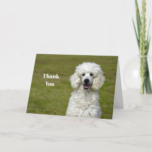 Poodle White Dog Photo Letterpress Thank You Card