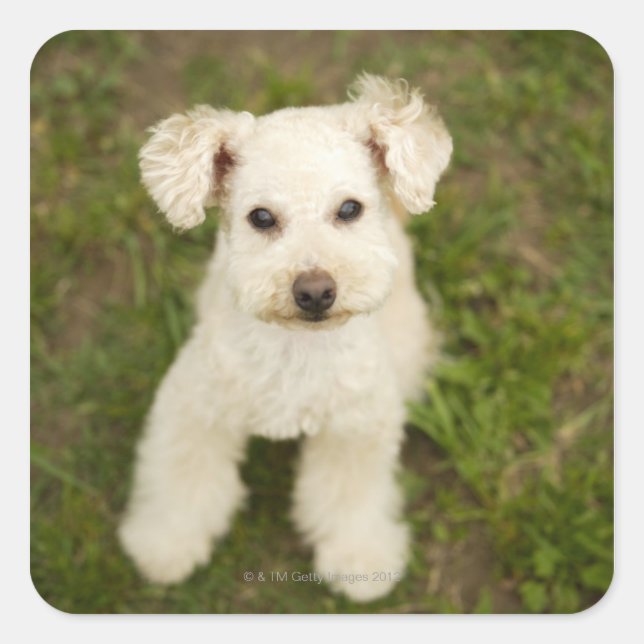 Poodle (white) square sticker (Front)