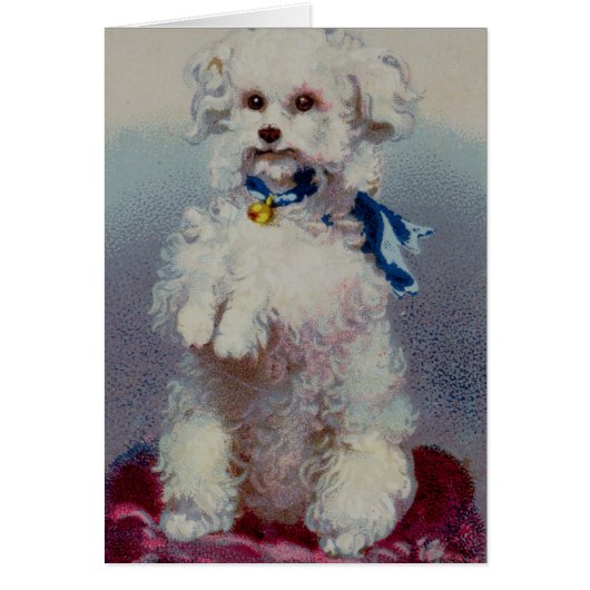 Poodle with blue ribbon cards (Front)