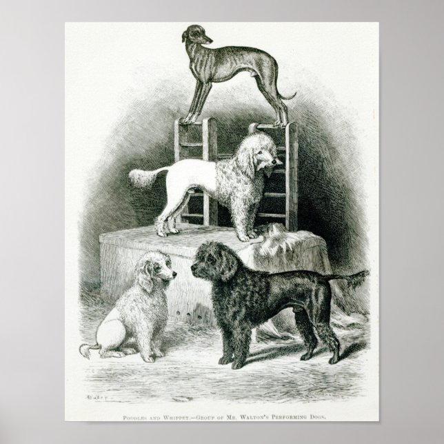 Poodles and Whippet - Group of Mr. Walton's Poster (Front)