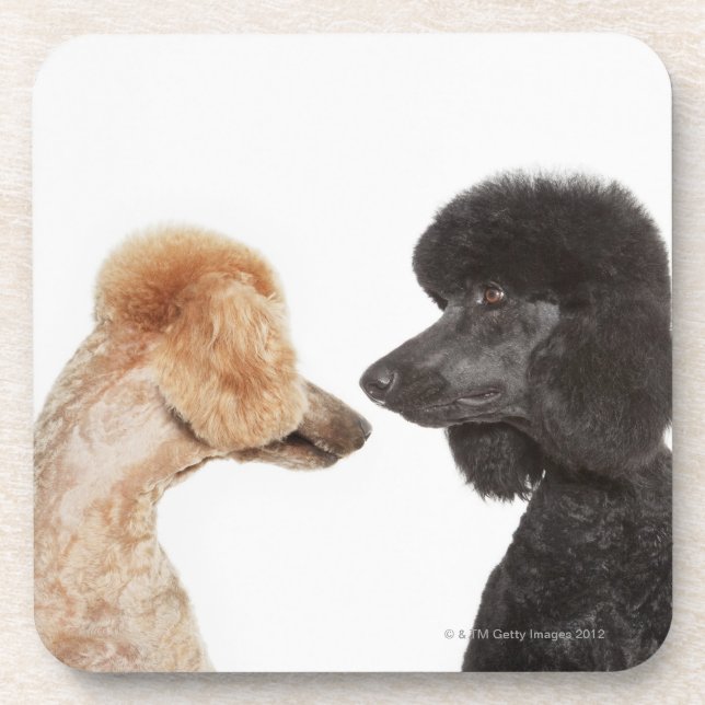 Poodles examining each other drink coaster (Front)
