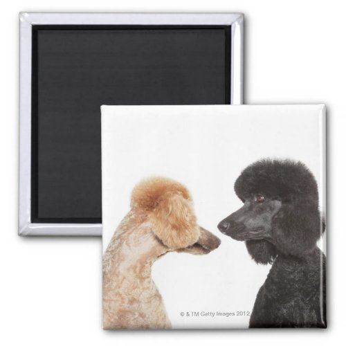 Poodles examining each other magnet