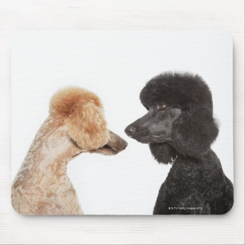 Poodles examining each other mouse pad