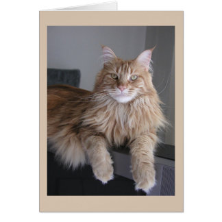 "Pooky" Cards