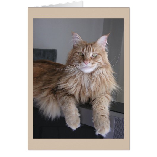 "Pooky" Cards (Front)