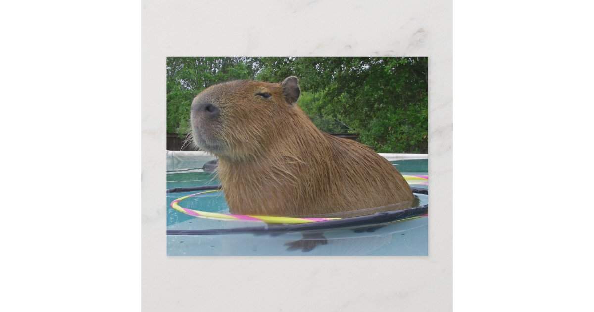 capybara swimming pool