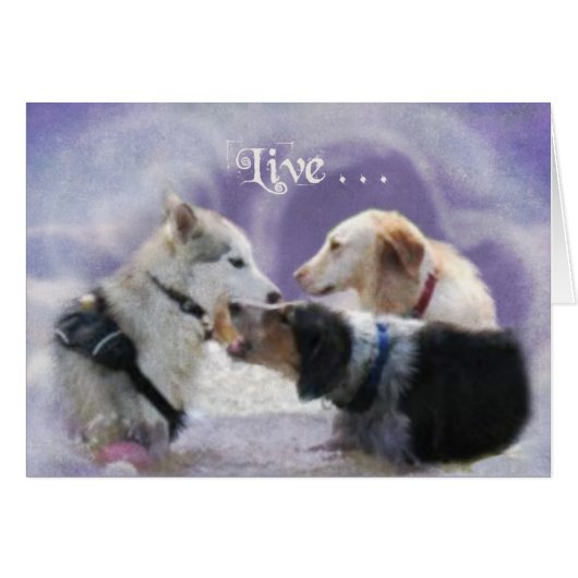 PoolParty (Front Horizontal)