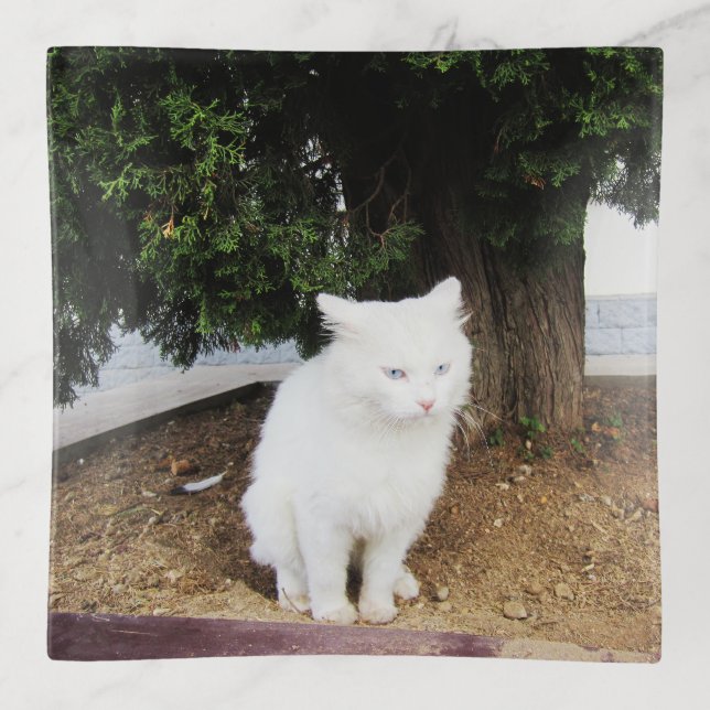 Pooping Cat Trinket Tray (Front)