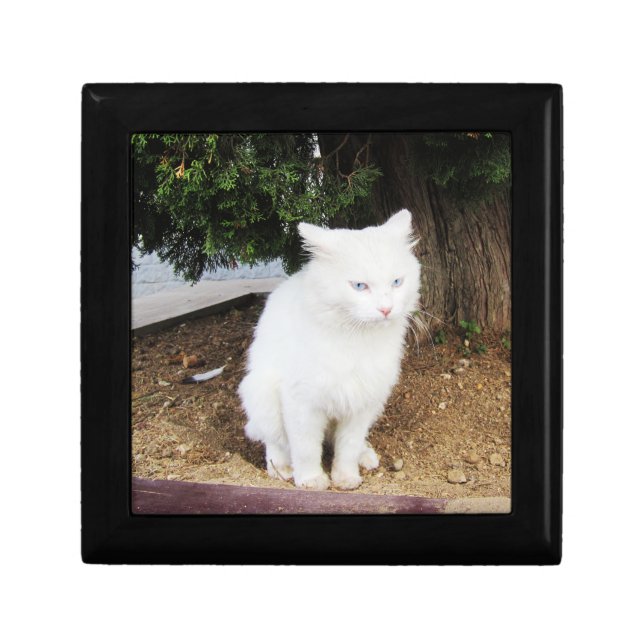 Pooping Cat Wooden Jewelry Keepsake Box (Front)