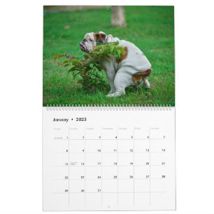 Pooping Dogs Calendar 2023, Funny Dogs